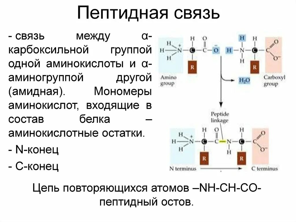 Связаны пептидными связями