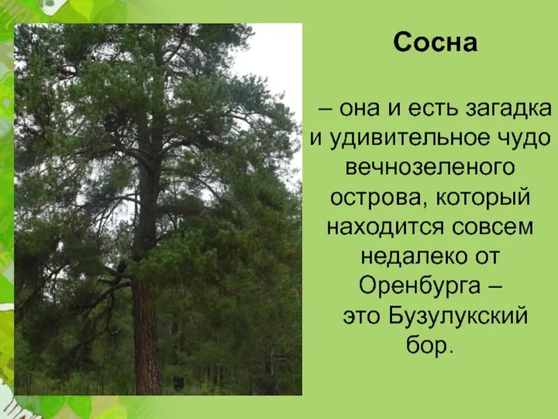 Текст про сосну. Бузулукский Бор сосна. Сосна описание. Загадка про сосну. Стих про сосну.