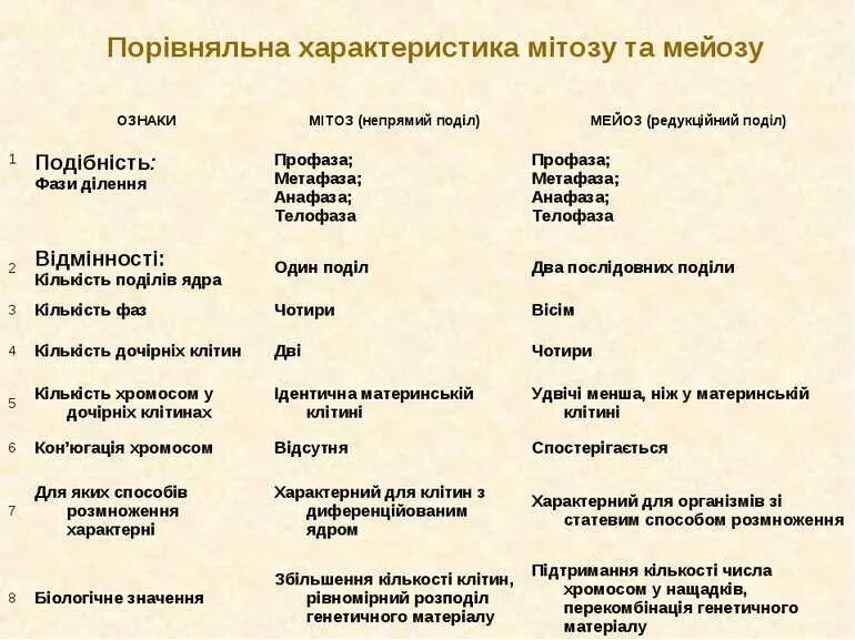 Мейоз 1 характеристика таблица Фазы мейоза таблица фото