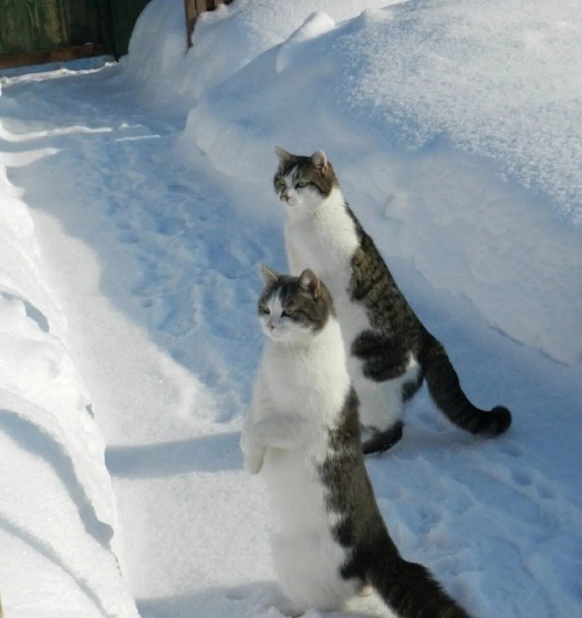 Кот ждет весну. Зимние коты ждёт весну. Зима весной юмор. Другого раза не выйдет