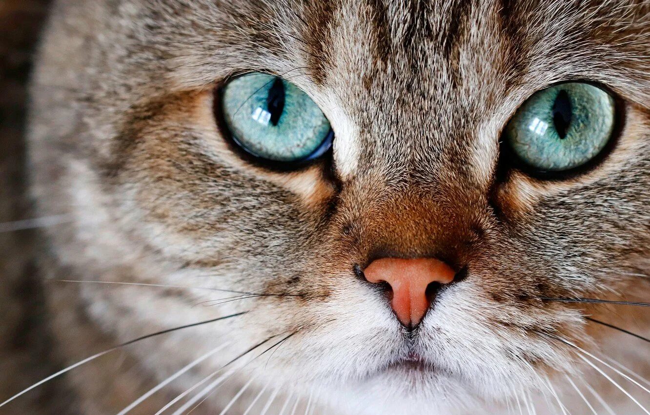 Кошка кошачий. Морда кота. Кошачий глаз. Кот взгляд. Кошачья мордочка.