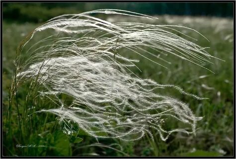 Wind plant