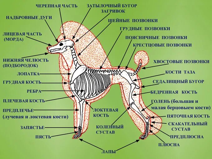 Скелет пуделя строение. Строение задней части собаки. Области и части тела собаки. Анатомия пуделя. Анатомические особенности животных