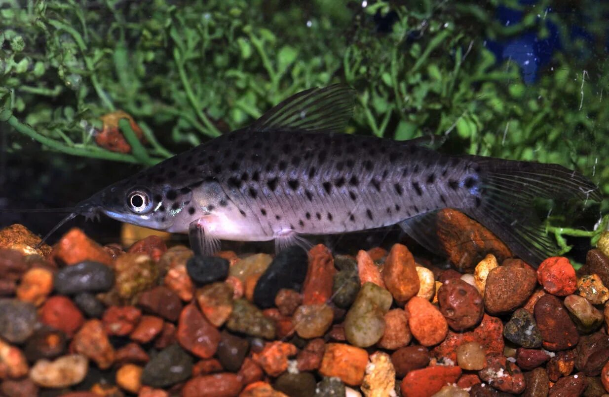 Дианема. Дианема рыбка. Дианема. Полосатохвостая дианема. Рыба дианема.