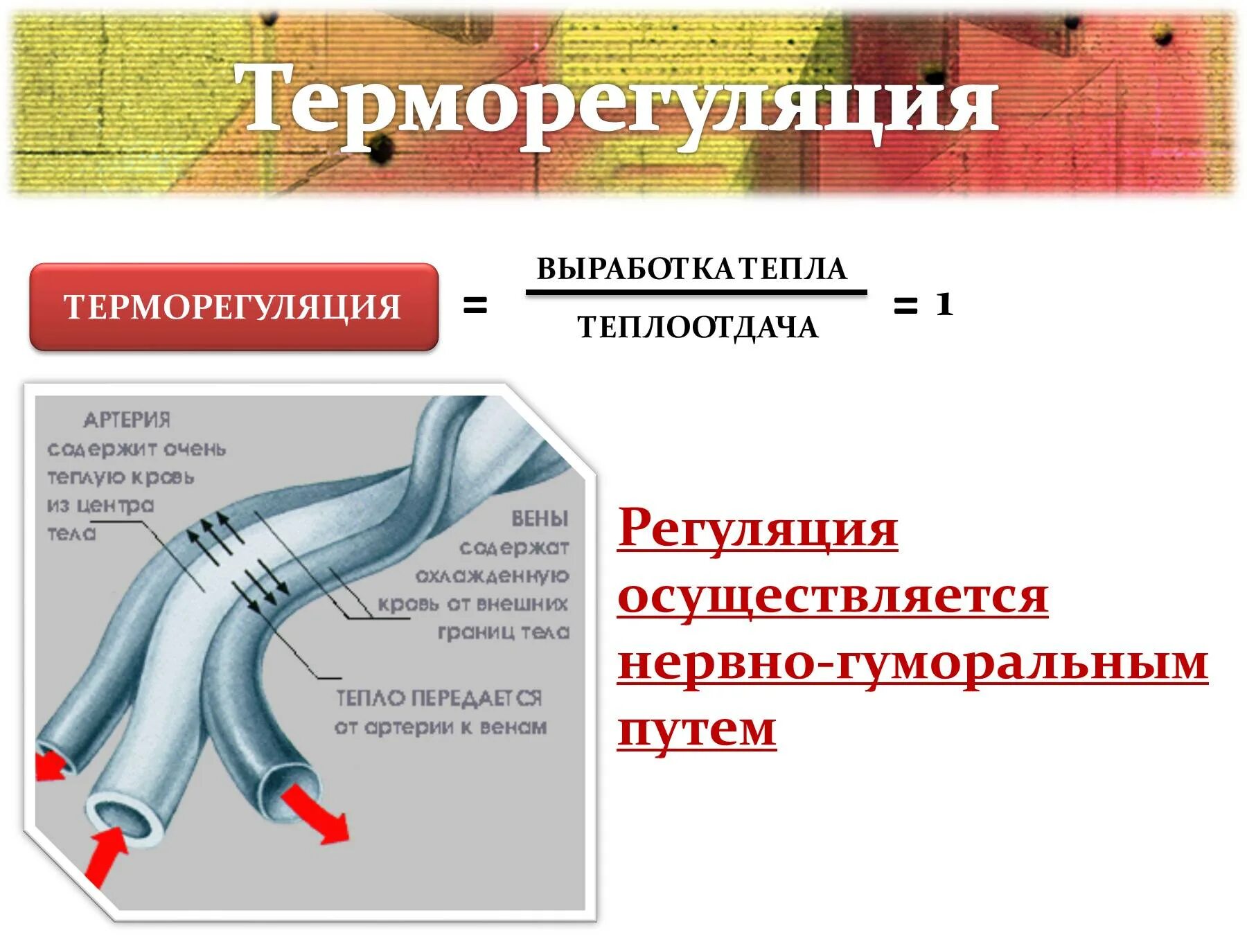 Выработка тепла и теплоотдача