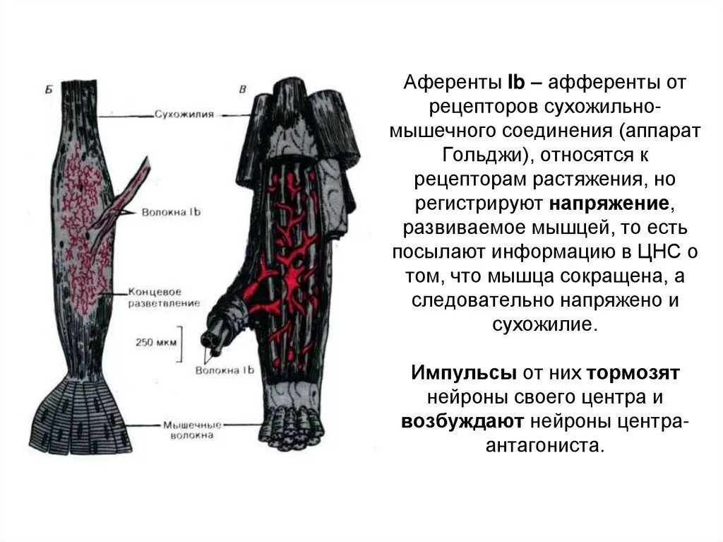 Сухожильные рецепторы Гольджи. Рефлекс с сухожильных рецепторов Гольджи. Нервно-сухожильные веретена. Сухожильный орган.