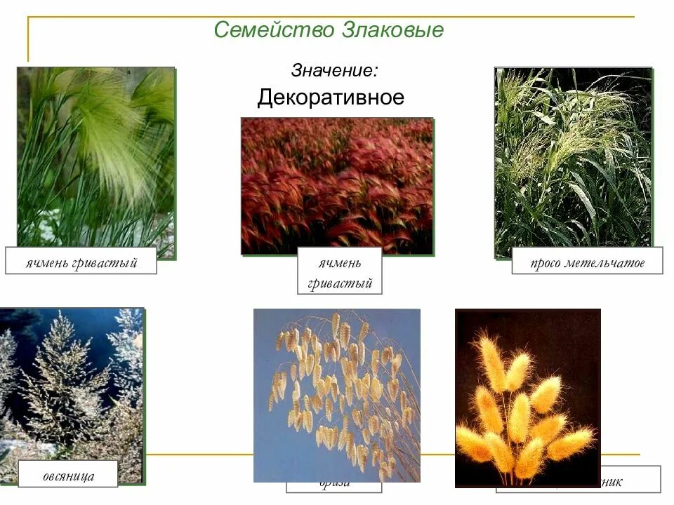 Каково значение злаков в жизни человека. Семейство однодольных растений злаковые. Однодольные злаки представители. Декоративные растения семейства злаковых. Декоративные культуры семейства злаковые.