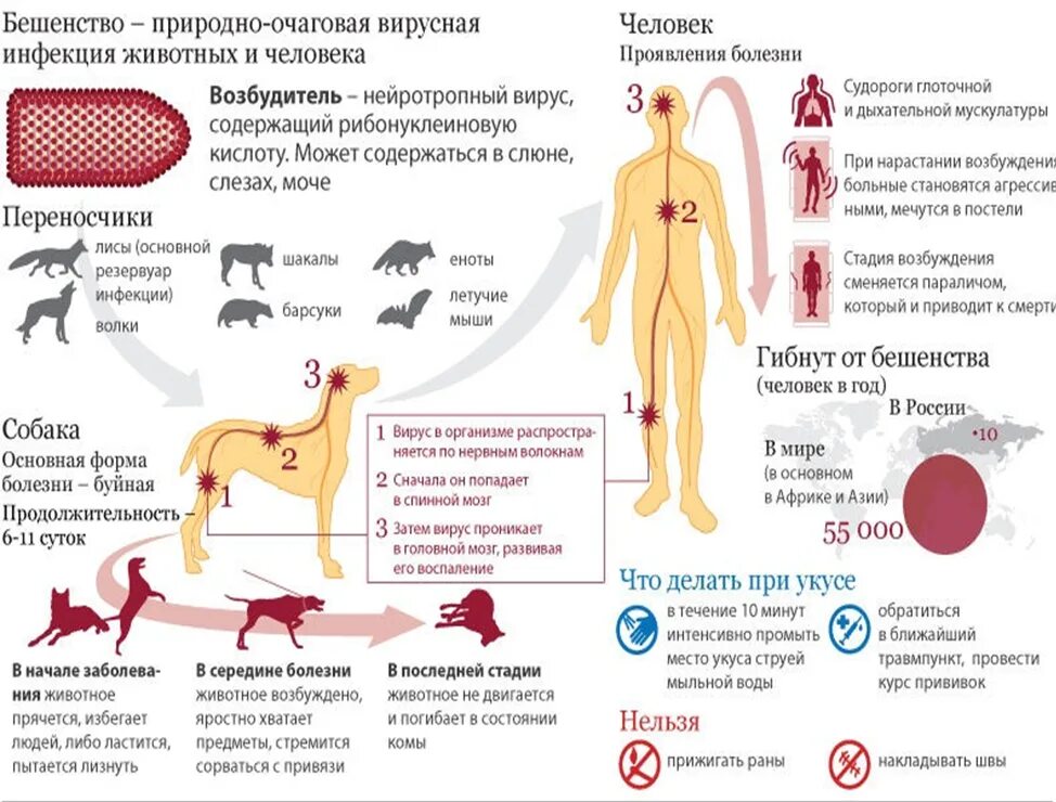 Человек заболел бешенством. Клиническая картина заболевания вируса бешенства. Вирус бешенства симптомы у животных.