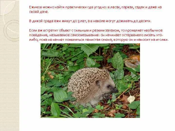Интересно о ежах. Интересные факты о еже. интересные факты о ежиках. интересные факты о ежиках для детей. факты о ежах для детей.