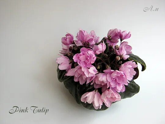 Hunter's bella фиалка. Фиалки мини и полумини. Фиалка hunters tiny tulip. Фиалка pink tulip. Hunter s tiny tulips фиалка.