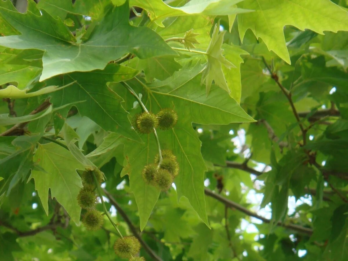 Что такое чинара. Платан Восточный (Platanus orientalis). Платан Восточный (Чинар). Платан Восточный Платан Восточный Платан Восточный. Платан кленолистный плоды.