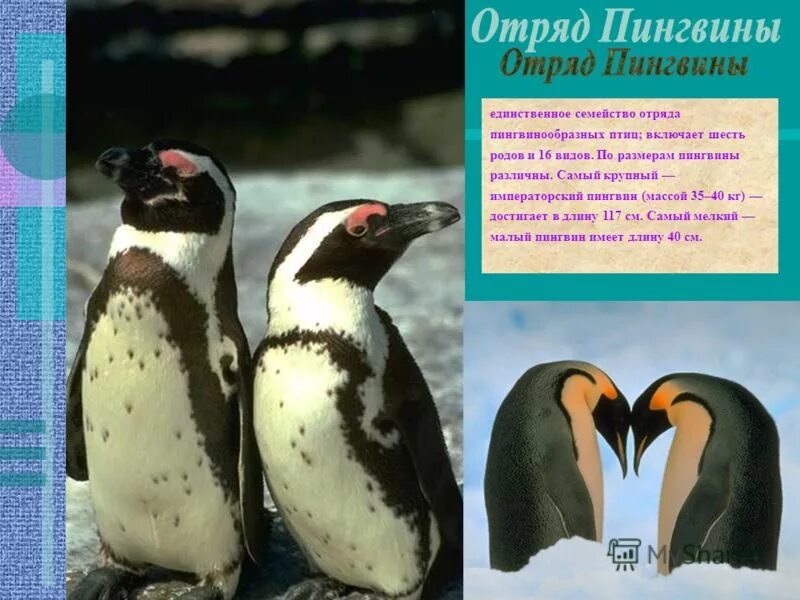 Отряд птиц пингвины. Отряд пингвинообразные. Пингвины презентация. Представитпли отряда пингвиг. Отряд птиц пингвины.