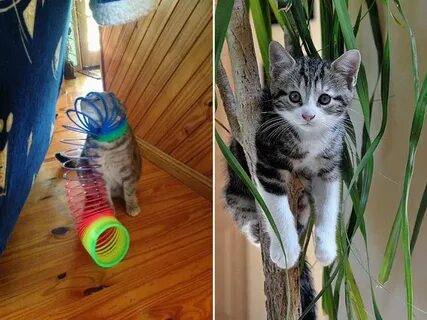 Кот застрял что делать