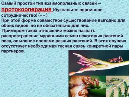 Совместное существование выгодно для обоих видов