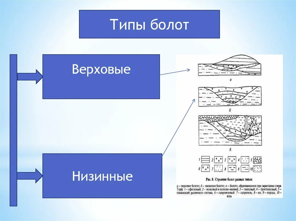 Классификация болот схема. Виды болот низинные и верховые. Структура болота. Типы верховых болот.