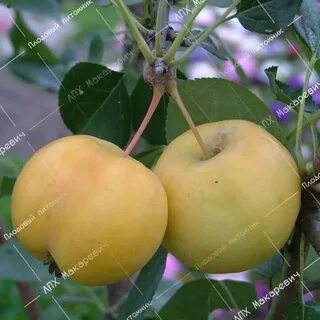 Яблоня наливное