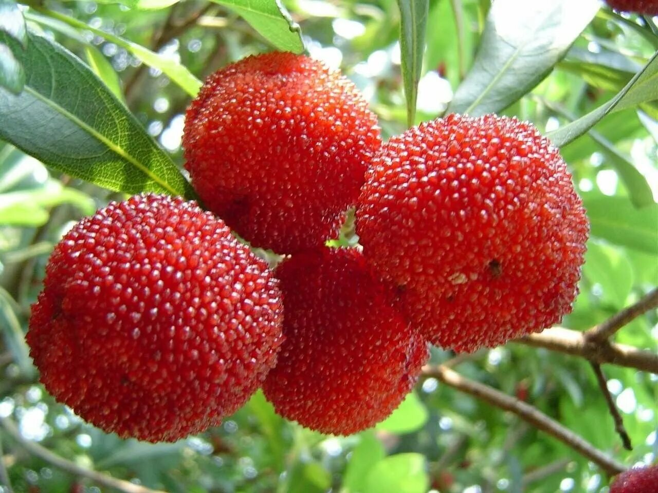 Как называется ягода которая растет на дереве. Восковница myrica rubra. myrica rubra фрукт. китайская клубника восковница. bayberry ягода.