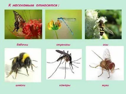 Приведи 3 примера насекомых