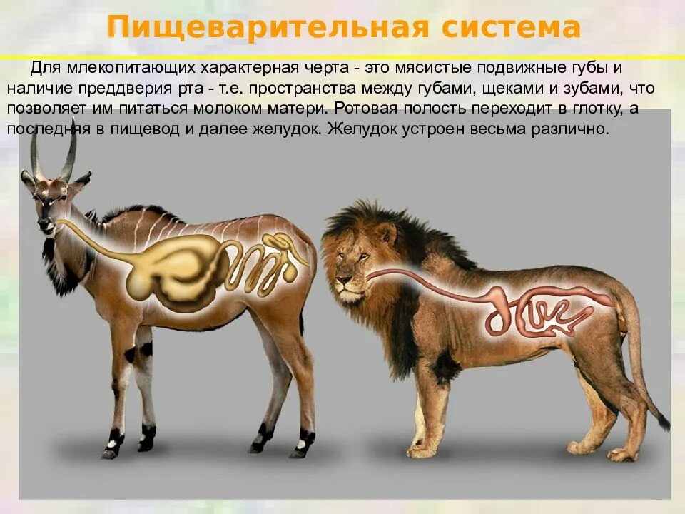 Диафрагма характерна для млекопитающих. Строение кишечника млекопитающих. пищеварительная система травоядных. пищеварительная система травоядных и хищников. пищеварительная система млекопитающих.