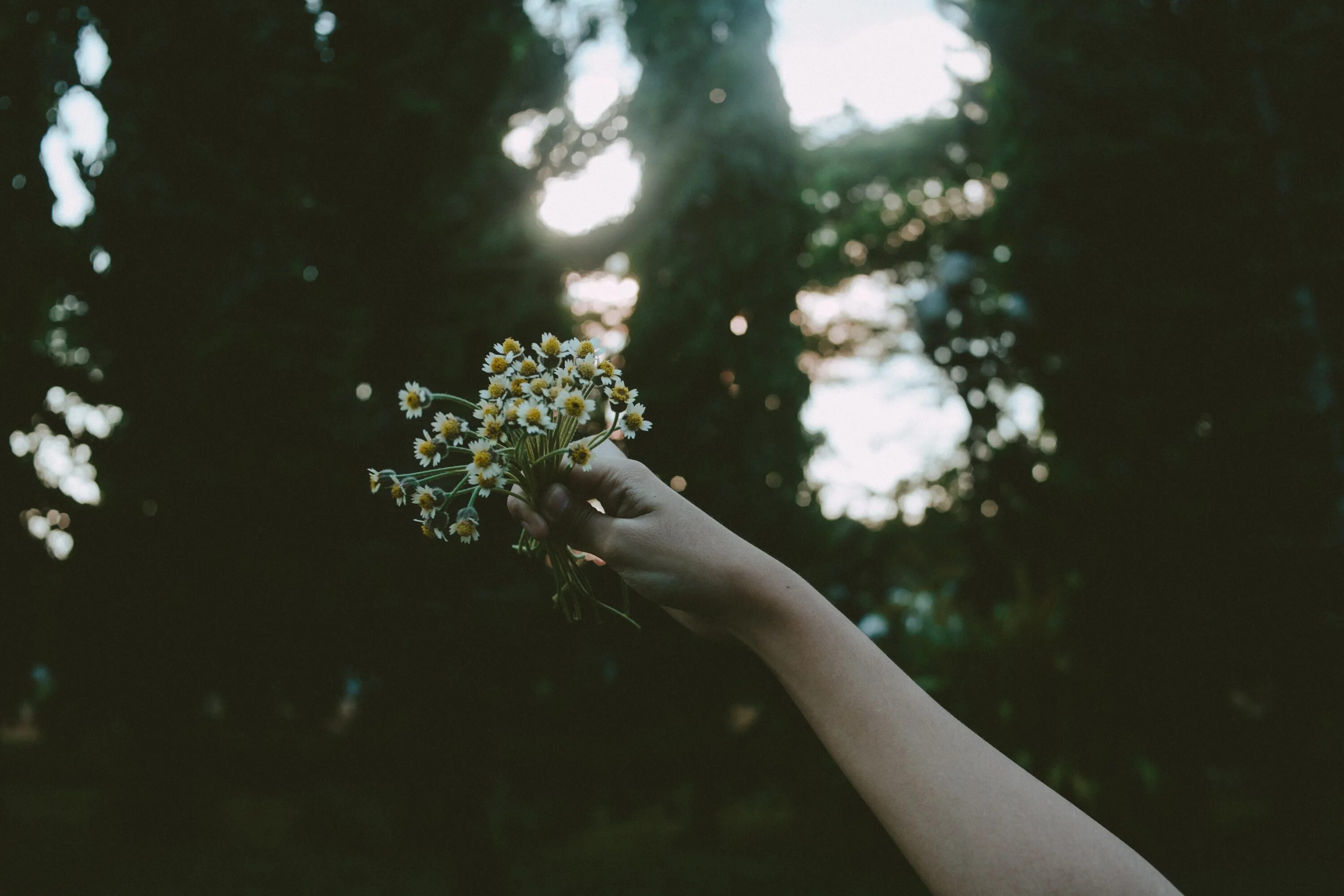 The flowers to water every day. Цветок на руку.. Цветы в руках у девушки. Цветы и руки Эстетика. Девушка держит цветы в руках.