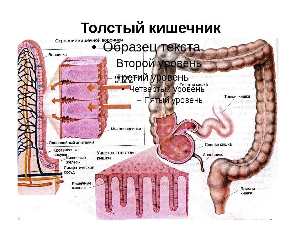 Толстый кишечник строение рисунок. Схема строения толстой кишки. Толстая кишка анатомия человека строение и функции. Строение и функции толстой кишки у человека.