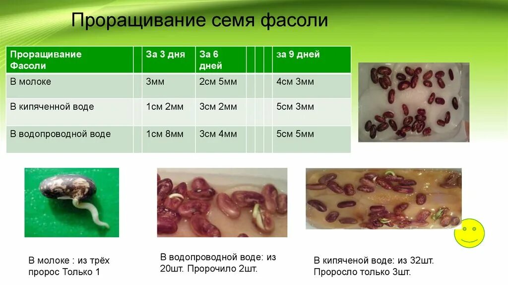 Сколько минут фасоль. Этапы прорастания фасоли. Период прорастания фасоли. Прорастание семян фасоли. Прорастание семян по дням.