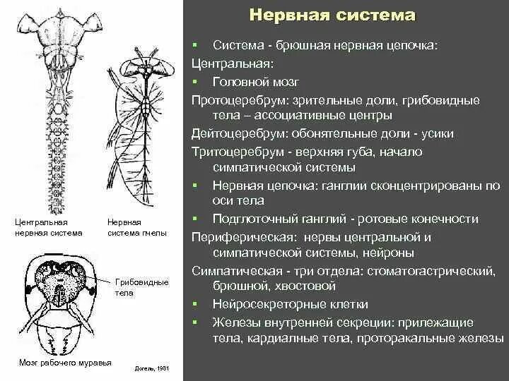 Брюшная нервная цепочка функции. Протоцеребрум дейтоцеребрум тритоцеребрум. Нервная система насекомых. Нервная система система насекомых. Брюшная нервная цепочка.