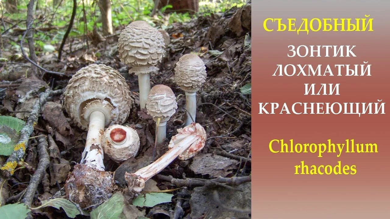 Гриб - зонтик пёстрый (macrolepiota procera). Зонтик пестрый. Гриб-зонтик пёстрый съедобные грибы. Грибы зонтики съедобные и ядовитые с описанием. Гриб-зонтик пёстрый.