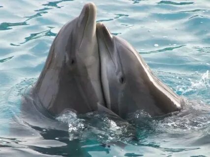 Des dauphins