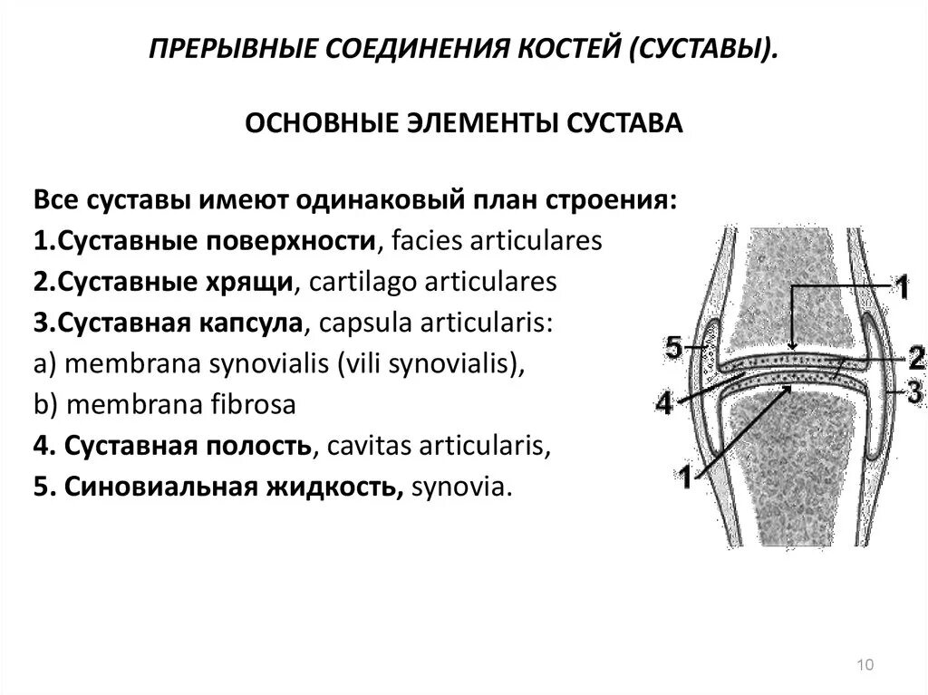 Какие структуры сустава обозначены цифрами. Составляющие элементы сустава. Названия частей сустава строения сустава. Прерывные соединения суставы. Основные и дополнительные элементы сустава.