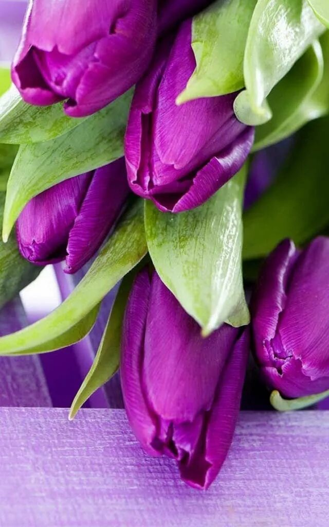 Что означают фиолетовые тюльпаны. Тюльпаны сиреневые дип перпл. Сорт Донателло тюльпаны фиолетовые. Тюльпан фиолетовый. Фиолетовые ьюльпа.