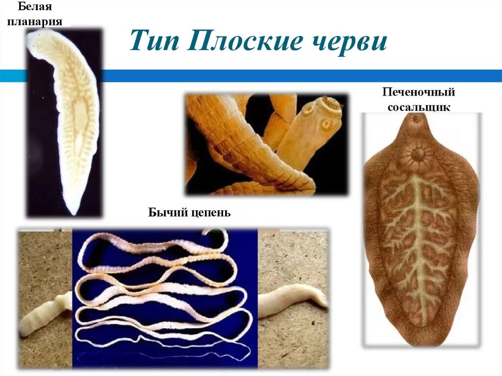 Плоские черви примеры названия. Плоские черви (сосальщики и ленточные черви). Белую планарию и печёночного сосальщика.. Пищеварительная система паразитических червей плоских червей. Ресничные черви паразиты.