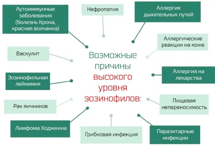 Почему повышено количество. Повышение эозинофилов причины. Повышение эозинофилов в крови причины у взрослых. Эозинофилы повышены у взрослого в крови. Повышенные эозинофилы в крови причины.