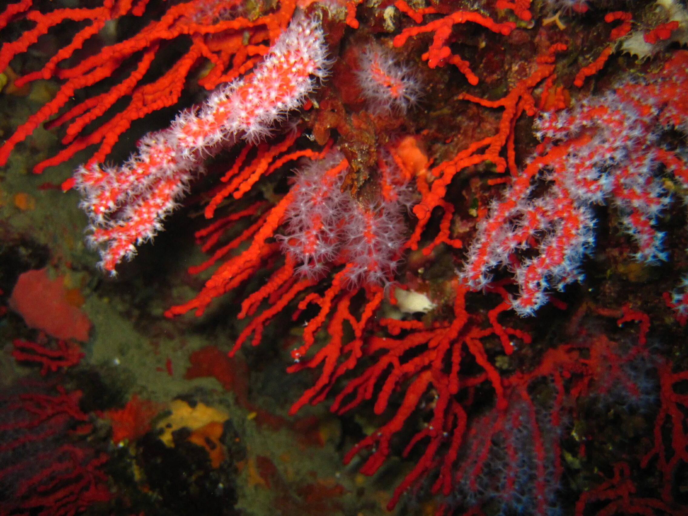 Red coral. Corallium rubrum (Кораллиум рубрум) коралл красный. Красный коралл Россо. Коралл Montastraea. Красный коралл красный Корал.