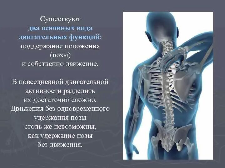 Виды двигательных функций