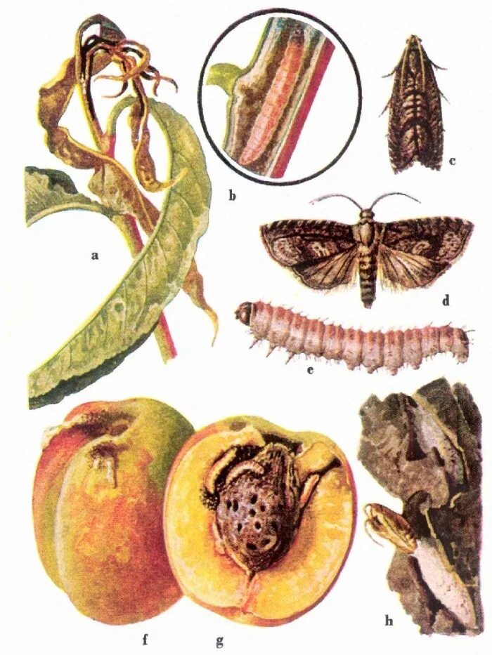 Черви слива. Яблонная плодожорка. Яблонная плодожорка гусеница. Восточная плодожорка (Grapholitha molesta Busck.). Плодожорка Восточная персиковая.