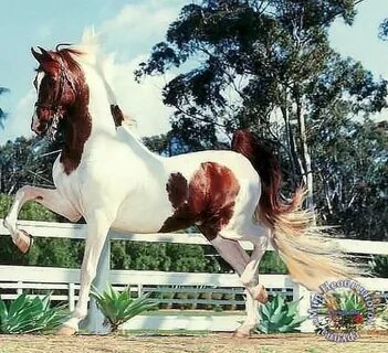 Horse but