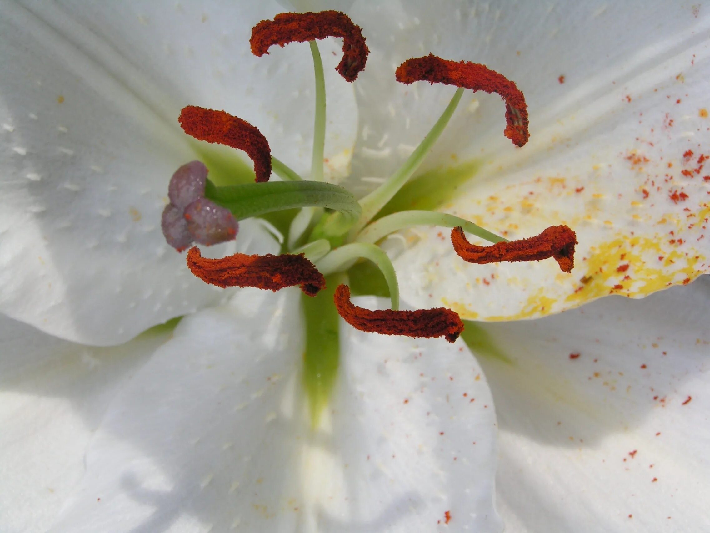 Pistil and stamens in a white lily close up Premium AI-generated image
