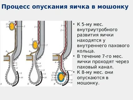 Почему у мужчин маленькие яички