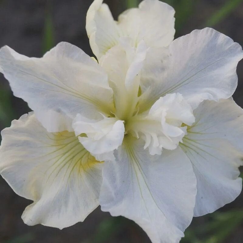 Ирис вайт свон. Quite white. Ирис сибирский мисс эппл. Ирис сибирский not quite white. Ирис сибирский нот квайт вайт.