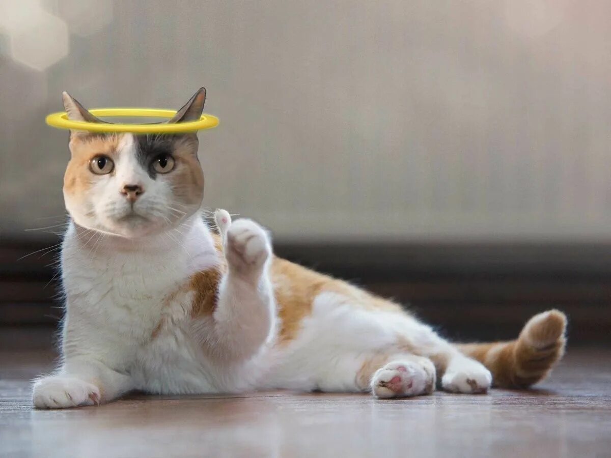 Cats лайк
