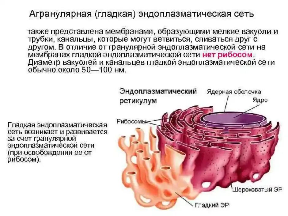 Канал эндоплазматической сети