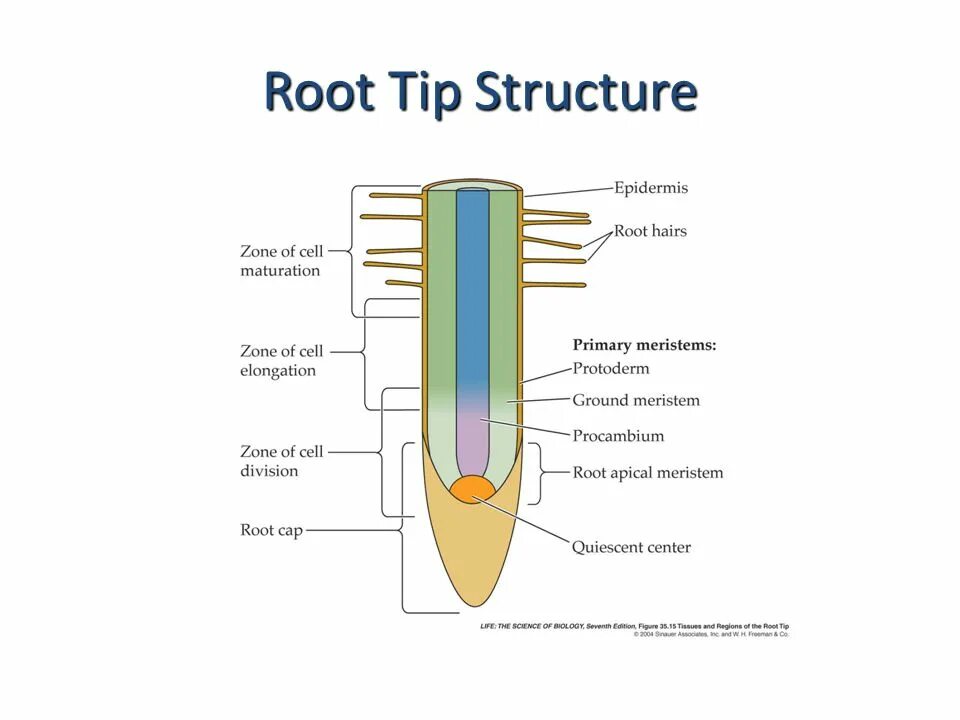 Internal structure. The structure of the root Zones. Internal structure of the root. Структура root IFC. Root аналог.