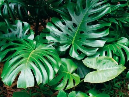 Tropical plant