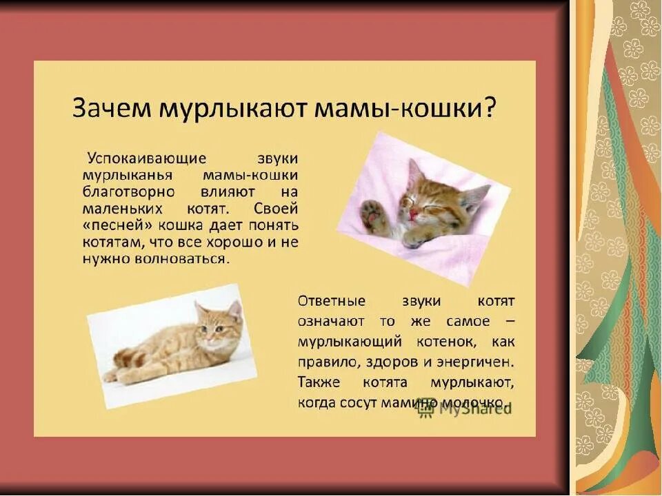 Почему кот мурчит. Почему коты мурлыкают. Почему кошки и коты мурчат. Почему котята мурлыкают. Почему кошки мам мам