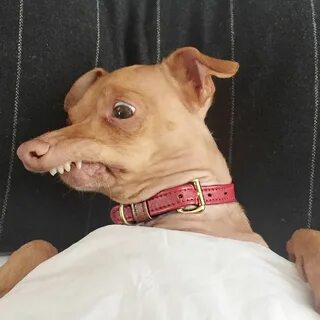 Чивини