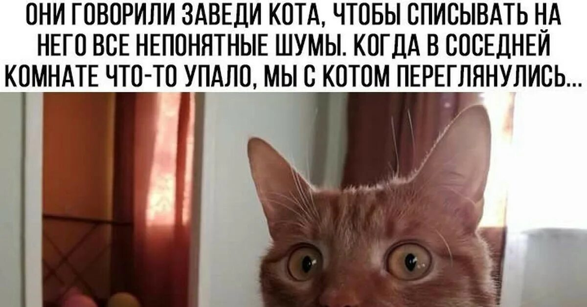 Заведи кота. Заведи себе кота говорили они. Кота переглядываются. Разговоры с котами.