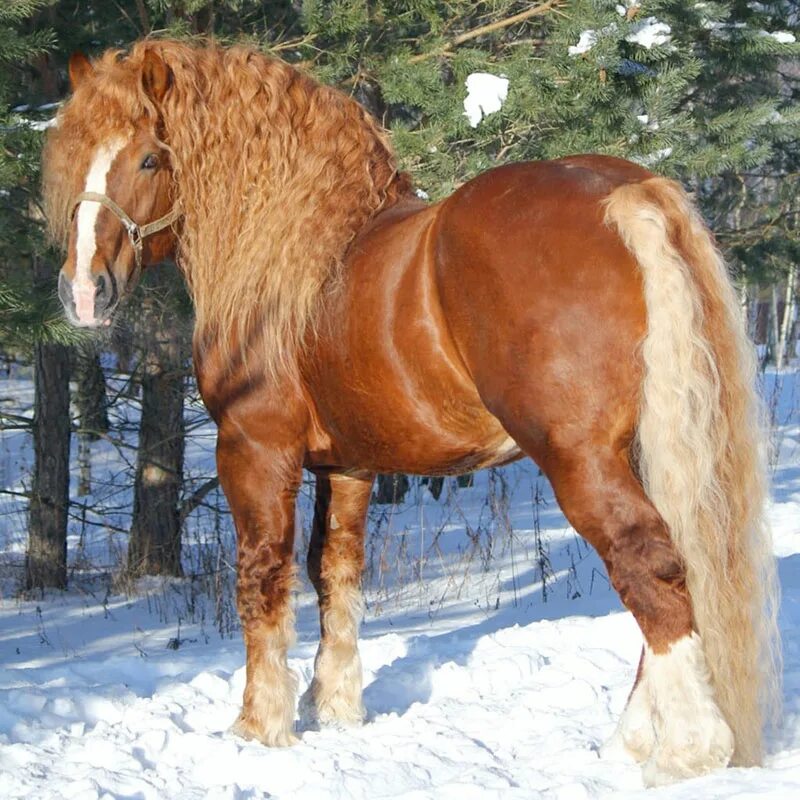 латвийская тяжелоупряжная порода. молочность лошадей. сила тяги лошади. на соревнованиях лошадей тяжелоупряжных пород 23 т найти. на соревнованиях лошадей тяжелоупряжных пород 23 т.