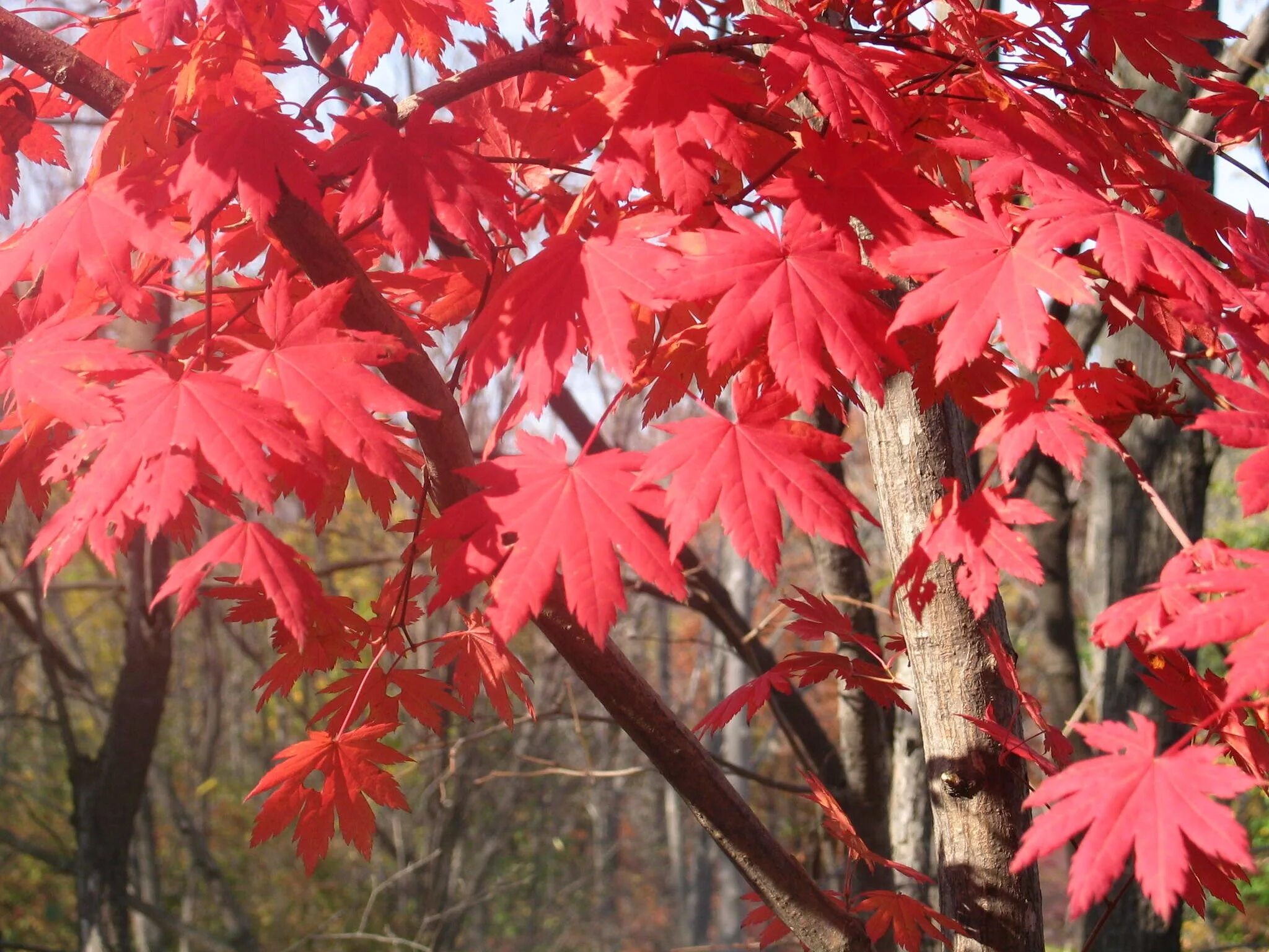 Дерево с красными листьями название. Клён ложнозибольдов. Дальневосточный клен ложнозибольдов. Клён канадский краснолистный. Клен ложнозибольдов Acer pseudosieboldianum.