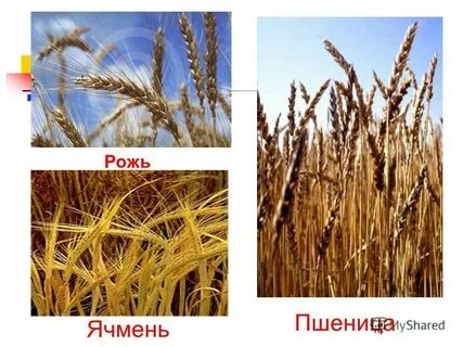 Как правильно рож или рожь